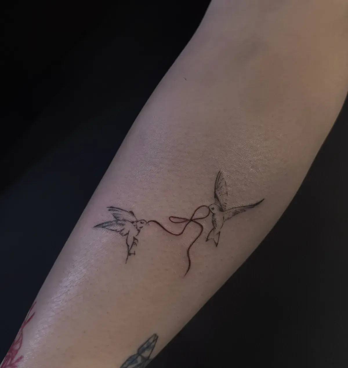 Swallows — Jia Jia